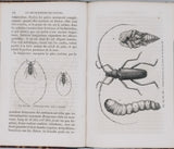 GIRARD Maurice "Les Métamorphoses des Insectes"