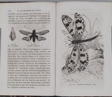 GIRARD Maurice "Les Métamorphoses des Insectes"