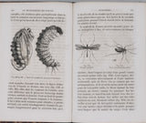 GIRARD Maurice "Les Métamorphoses des Insectes"