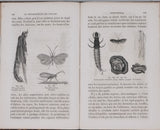 GIRARD Maurice "Les Métamorphoses des Insectes"