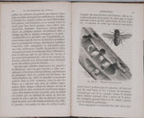 GIRARD Maurice "Les Métamorphoses des Insectes"