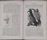 GIRARD Maurice "Les Métamorphoses des Insectes"