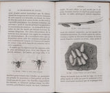 GIRARD Maurice "Les Métamorphoses des Insectes"