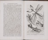 GIRARD Maurice "Les Métamorphoses des Insectes"