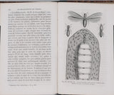 GIRARD Maurice "Les Métamorphoses des Insectes"