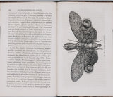 GIRARD Maurice "Les Métamorphoses des Insectes"