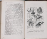 GIRARD Maurice "Les Métamorphoses des Insectes"