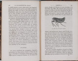 GIRARD Maurice "Les Métamorphoses des Insectes"