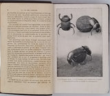 FABRE Jean-Henri "La Vie des Insectes - Morceaux choisis Extraits des Souvenirs Entomologiques"