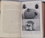 FABRE Jean-Henri "La Vie des Insectes - Morceaux choisis Extraits des Souvenirs Entomologiques"