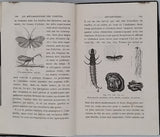 GIRARD Maurice "Les Métamorphoses des Insectes"