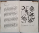 GIRARD Maurice "Les Métamorphoses des Insectes"