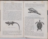 MILNE-EDWARDS Henri  "Cours élémentaire d'Histoire naturelle - Zoologie"