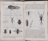 MILNE-EDWARDS Henri  "Cours élémentaire d'Histoire naturelle - Zoologie"