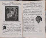 MILNE-EDWARDS Henri  "Cours élémentaire d'Histoire naturelle - Zoologie"