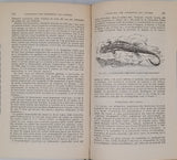 ANGEL Fernand "VIE ET MOEURS DES AMPHIBIENS - Grenouilles, Crapauds, Tritons, Salamandres, Cécilies"