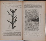 GIRARD Jules "Les plantes étudiées au microscope"