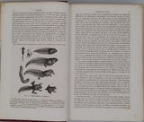 GERVAIS Paul "Éléments de Zoologie comprenant l'Anatomie, la Physiologie, la Classification et l'Histoire Naturelle des Animaux"