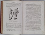 GERVAIS Paul "Éléments de Zoologie comprenant l'Anatomie, la Physiologie, la Classification et l'Histoire Naturelle des Animaux"