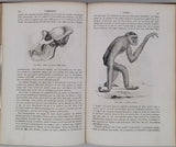 GERVAIS Paul "Éléments de Zoologie comprenant l'Anatomie, la Physiologie, la Classification et l'Histoire Naturelle des Animaux"