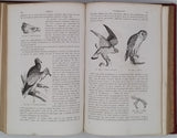 GERVAIS Paul "Éléments de Zoologie comprenant l'Anatomie, la Physiologie, la Classification et l'Histoire Naturelle des Animaux"