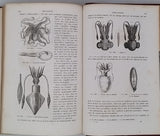 GERVAIS Paul "Éléments de Zoologie comprenant l'Anatomie, la Physiologie, la Classification et l'Histoire Naturelle des Animaux"