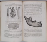 GERVAIS Paul "Éléments de Zoologie comprenant l'Anatomie, la Physiologie, la Classification et l'Histoire Naturelle des Animaux"