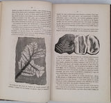 ZIMMERMANN W.-F.-A. [Pseudonyme de Carl Gottfried Wilhelm VOLLMER] "Le Monde avant la création de l'Homme ou le berceau de l'Univers - Histoire populaire de la création et des transformations du globe, racontée aux gens du monde"