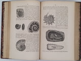 ZIMMERMANN W.-F.-A. [Pseudonyme de Carl Gottfried Wilhelm VOLLMER] "Le Monde avant la création de l'Homme ou le berceau de l'Univers - Histoire populaire de la création et des transformations du globe, racontée aux gens du monde"