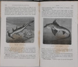 [Anonyme] "Eléments d'Histoire Naturelle (L'homme et les animaux) - Cours professé aux élèves de la Congrégation de Notre-Dame - Ouvrage approuvé et recommandé par Mgr l'évêque de Rodez"