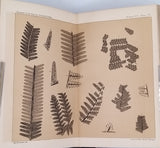 FONTAINE WM., WHITE I.C. "SECOND GEOLOGICAL SURVEY OF PENNSYLVANIA THE PERMIAN OR UPPER CARBONIFEROUS FLORA OF W VIRGINIA AND SW. PENNSYLVANIA"