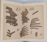 FONTAINE WM., WHITE I.C. "SECOND GEOLOGICAL SURVEY OF PENNSYLVANIA THE PERMIAN OR UPPER CARBONIFEROUS FLORA OF W VIRGINIA AND SW. PENNSYLVANIA"