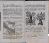 MILNE-EDWARDS Henri, JUSSIEU Adrien de, BEUDANT François-Sulpice "Cours élémentaire d'histoire naturelle - Zoologie - Botanique - Minéralogie et Géologie" [4 Tomes en 3 Volumes]