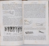 MILNE-EDWARDS Henri, JUSSIEU Adrien de, BEUDANT François-Sulpice "Cours élémentaire d'histoire naturelle - Zoologie - Botanique - Minéralogie et Géologie" [4 Tomes en 3 Volumes]