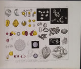 RASPAIL François-Vincent "NOUVEAU SYSTÈME DE CHIMIE ORGANIQUE FONDÉ SUR DES NOUVELLES MÉTHODES D'OBSERVATION [ATLAS SEUL]"