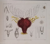 RASPAIL François-Vincent "NOUVEAU SYSTÈME DE CHIMIE ORGANIQUE FONDÉ SUR DES NOUVELLES MÉTHODES D'OBSERVATION [ATLAS SEUL]"