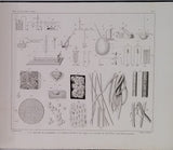 RASPAIL François-Vincent "NOUVEAU SYSTÈME DE CHIMIE ORGANIQUE FONDÉ SUR DES NOUVELLES MÉTHODES D'OBSERVATION [ATLAS SEUL]"